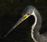 IMG_9952-c1-web * Tricolored Heron; South Padre Island Convention Center. * 874 x 800 * (272KB)