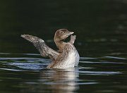 A3L1033 * Loon chick; STL Loons and More Workshop, Nettie Bay, MI. * Loon chick; STL Loons and More Workshop, Nettie Bay, MI.