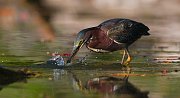 IMG_0076-web * Green Heron; Bass Lake, MI * Green Heron; Bass Lake, MI
