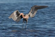 IMG_0154pr_alt2-web * Reddish Egret; Merritt Island NWR. * Reddish Egret; Merritt Island NWR.