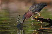 IMG_0226-web * Green Heron; Bass Lake, MI * Green Heron; Bass Lake, MI