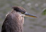 IMG_0364pp * Great Blue Heron (juvenile); Lincoln Park North Pond. * Great Blue Heron (juvenile); Lincoln Park North Pond.