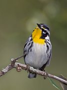 IMG_0432_alt2-web * Yellow-throated warbler (male); McKee Gardens, FL * Yellow-throated warbler (male); McKee Gardens, FL