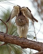 IMG_0496zm_alt-web * Red-shouldered Hawk (juvenile); Port St. Lucie, FL. * Red-shouldered Hawk (juvenile); Port St. Lucie, FL.