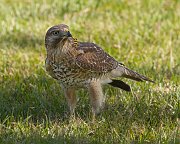 IMG_0513zm_alt-web * Red-shouldered Hawk (juvenile); Port St. Lucie, FL. * Red-shouldered Hawk (juvenile); Port St. Lucie, FL.