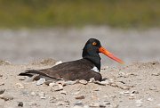IMG_0528-c1-web * American Oystercatcher; South Padre Island. * American Oystercatcher; South Padre Island.