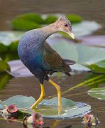 IMG_0629zm-web * Purple Gallinule (juvenile); Shark Valley, Everglades. * Purple Gallinule (juvenile); Shark Valley, Everglades.