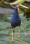 IMG_0681zm-web * Purple Gallinule; Shark Valley, Everglades. * Purple Gallinule; Shark Valley, Everglades.