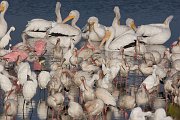 IMG_1074zm-web * White Pelican, Roseate Spoonbill, White Ibis, Snowy Egret; Merritt Island NWR. * White Pelican, Roseate Spoonbill, White Ibis, Snowy Egret; Merritt Island NWR.
