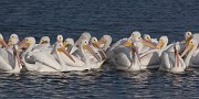 IMG_1097zm-web * White Pelicans; Merritt Island NWR. * White Pelicans; Merritt Island NWR.