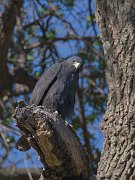 IMG_1183-web * Zone-tailed Hawk; Harshaw Creek Rd, Patagonia, AZ. * Zone-tailed Hawk; Harshaw Creek Rd, Patagonia, AZ.