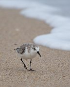 IMG_1265zm-web * Sanderling; Canaveral National Seashore, FL. * Sanderling; Canaveral National Seashore, FL.