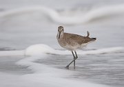 IMG_1299zm-web * Willet; Canaveral National Seashore, FL. * Willet; Canaveral National Seashore, FL.