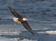 IMG_1306-c1-web * Bald Eagle; Lock and Dam 18, Burlington, IA. * Bald Eagle; Lock and Dam 18, Burlington, IA.