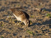 IMG_1501-sp-web * Least Sandpiper; Montrose Point Sanctuary. * Least Sandpiper; Montrose Point Sanctuary.