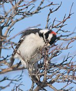 IMG_1522_alt-web * Downy Woodpecker (male); Lincoln Park. * Downy Woodpecker (male); Lincoln Park.