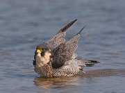 IMG_1569-alt-web * Peregrine Falcon; Montrose Point Sanctuary * Peregrine Falcon; Montrose Point Sanctuary