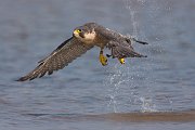 IMG_1576-web * Peregrine Falcon; Montrose Point Sanctuary * Peregrine Falcon; Montrose Point Sanctuary