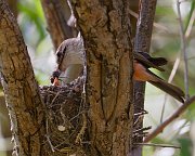 IMG_1672-web * Vermilion Flycatcher; Patagonia Lake SP, AZ. * Vermilion Flycatcher; Patagonia Lake SP, AZ.
