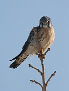 IMG_1775_alt4-web * American Kestrel; Montrose. * American Kestrel; Montrose.