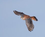 IMG_1819_alt5-web * American Kestrel; Montrose. * American Kestrel; Montrose.