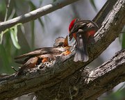 IMG_1831-web * Vermilion Flycatcher; Patagonia Lake SP, AZ. * Vermilion Flycatcher; Patagonia Lake SP, AZ.