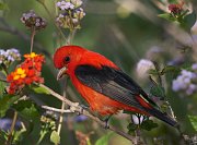 IMG_1896-c1-alt4-web * Scarlet Tanager; South Padre Island Convention Center. * Scarlet Tanager; South Padre Island Convention Center.