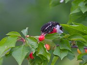IMG_1969-web * Rose-breasted Grosbeak; Rogers City, MI. * Rose-breasted Grosbeak; Rogers City, MI.