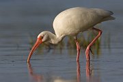 IMG_1984-web * White Ibis; Fort de Soto * White Ibis; Fort de Soto