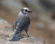IMG_2059-c1-alt-web * Gray Jay; Rocky Mountain National Park. * Gray Jay; Rocky Mountain National Park.