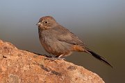 IMG_2084-c1-web * Canyon Towhee; San Pedro Conservation Area, Sierra Vista, AZ. * Canyon Towhee; San Pedro Conservation Area, Sierra Vista, AZ.