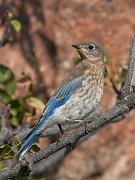 IMG_2199-c1-web * Mountain Bluebird; Rocky Mountain National Park. * Mountain Bluebird; Rocky Mountain National Park.