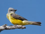 IMG_2231-c1-web * Couch's Kingbird; Dos Venadas Ranch. * Couch's Kingbird; Dos Venadas Ranch.