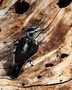 IMG_2365-c1-alt-web * Hairy Woodpecker; Rocky Mountain National Park. * Hairy Woodpecker; Rocky Mountain National Park.