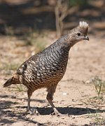 IMG_2382-c1-web * Scaled Quail; Dos Venadas Ranch. * Scaled Quail; Dos Venadas Ranch.