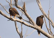 IMG_2497-web-AZ * Harris' Hawks; Sweetwater Wetlands, Tucson, AZ. * Harris' Hawks; Sweetwater Wetlands, Tucson, AZ.