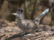 IMG_2497-web * Roadrunner; Dos Venadas Ranch. * Roadrunner; Dos Venadas Ranch.