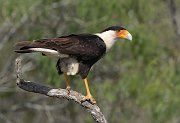 IMG_2686-c1-alt2-web * Crested Caracara; Dos Venadas Ranch. * Crested Caracara; Dos Venadas Ranch.