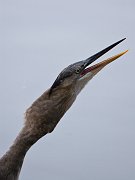 IMG_2875-web * Great Blue Heron (juvenile) swallowing a large carp; Lincoln Park North Pond. * Great Blue Heron (juvenile) swallowing a large carp; Lincoln Park North Pond.