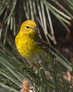 IMG_3237-web * Pine Warbler; Lincoln Park North Pond. * Pine Warbler; Lincoln Park North Pond.