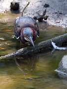 IMG_3267_cs2-web * Green Heron (juvenile); Lincoln Park North Pond. * Green Heron (juvenile); Lincoln Park North Pond.