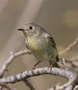 IMG_3279-web * Ruby-crowned Kinglet; Lincoln Park North Pond. * Ruby-crowned Kinglet; Lincoln Park North Pond.