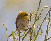 IMG_3359-web * Verdin; Sonoran Desert Museum, Tucson, AZ. * Verdin; Sonoran Desert Museum, Tucson, AZ.