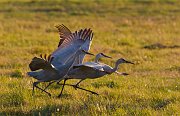 IMG_3406-web * Sandhill Crane; Jasper-Pulaski Fish and Wildlife Area, Medaryville, IN * Sandhill Crane; Jasper-Pulaski Fish and Wildlife Area, Medaryville, IN