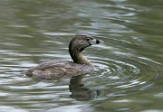 IMG_3712-web * Pied-billed Grebe; Lincoln Park North Pond. * Pied-billed Grebe; Lincoln Park North Pond.