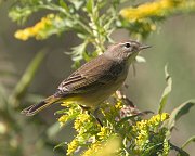 IMG_3813-web * Palm Warbler; Lincoln Park. * Palm Warbler; Lincoln Park.