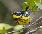 IMG_3822-c1-web * Magnolia Warbler; Montrose Point Sanctuary. * Magnolia Warbler; Montrose Point Sanctuary.