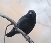 IMG_4061-web * American Crow; Lincoln Park North Pond. * American Crow; Lincoln Park North Pond.