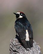 IMG_4085-c1-web * Acorn Woodpecker; Cave Creek Ranch, Portal, AZ. * Acorn Woodpecker; Cave Creek Ranch, Portal, AZ.