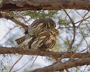 IMG_4197-web * Northern Pygmy Owl; Cave Creek Canyon, AZ. * Northern Pygmy Owl; Cave Creek Canyon, AZ.